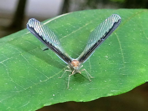 curious plant hopper